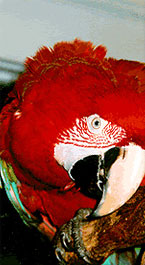 Peter the Macaw