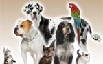 Services for Animals